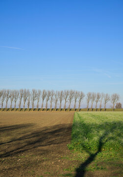 Polder landscape with dyke and tree shadows in the Netherlands