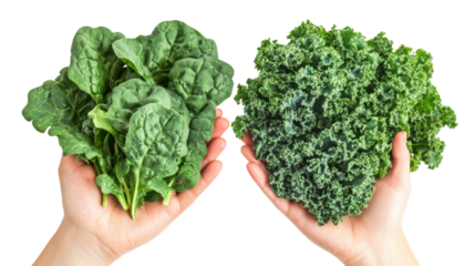 Spinach and kale two hands holding leafy green vegetables healthy on transparent background