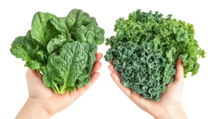 Spinach and kale two hands holding leafy green vegetables healthy on transparent background