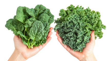 Spinach and kale two hands holding leafy green vegetables healthy on transparent background