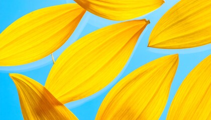 Vibrant Sunflower Petals Against a Serene Blue Background.