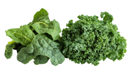 Spinach and kale two leafy green piles side by side healthy lifestyle on transparent background