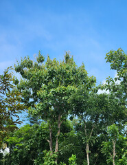 Fototapeta premium Dense green canopy against blue sky in tropical countryside. Rich treetop foliage forming a natural summer background. Forest canopy texture with vibrant greens and open sky. Tropical woodland crowns 