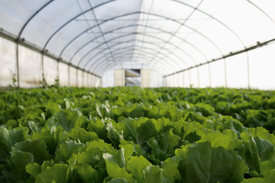 Fresh endive growing in greenhouse in Weidenkam Upper Bavaria Germany