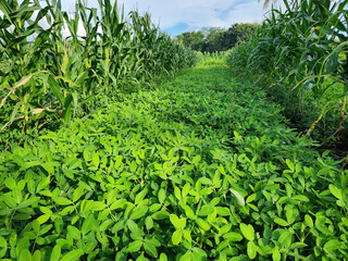 Lush green pathway through cornfield with vibrant foliage. Dense green plants covering farm lane between maize rows. Tropical corn farm aisle with fresh ground vegetation texture. 