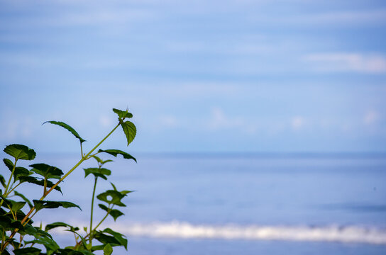 Small coastal plant sprouting near sand edge with open blue sea behind it, Kuala Penyu, Sabah, Malaysia.