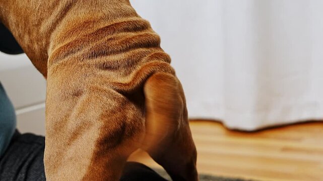 Closeup of an American Staffordshire Terrier puppy happily wagging its tail while playing with its owner. Playful interaction, positive emotions, joyful behavior of young dog.