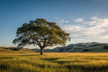 Fototapeta premium Solitary oak tree standing alone in an open meadow at golden hour