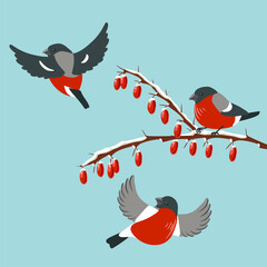 vector drawing birds, bullfinches at wild cornel branch with red berries and snow in winter, hand drawn wildlife illustration