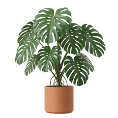 Lush Monstera deliciosa Swiss cheese plant in terracotta pot