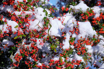Pyracantha (firethorn) under the snow. Sirius. Krasnodar Krai. Russia