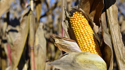 ears of corn and dry leaves close-up. picture of corn cob. concept of good harvest, yellow corn...