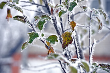 leaf on a branch in frost needles. Morning frost. Rime. Late fall, first frost, on a tree branch. winter background. leaves are covered with white frost. low temperature. beauty of nature. season