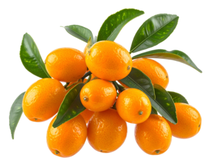 Branch laden with bright orange citrus fruit and vibrant green leaves