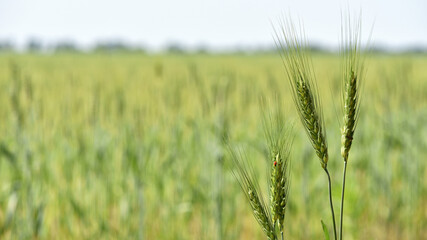 spikelets. Fresh green young unripe juicy spikelets of wheat on a blurred green field. Oats, rye, barley. harvest in spring or summer, closeup of a field. agricultural field, agriculture, farmland © Oleksandr Filatov