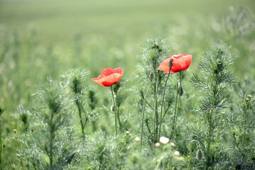 poppies. delicate petals of red poppies in the sun. background with red poppy flowers. Beautiful red poppy flower and buds isolated on a light background. wild flower, beauty in nature. close-up