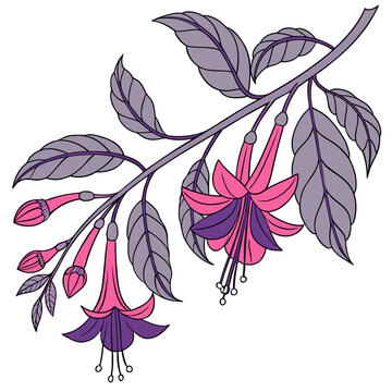 cuphea flower on white background