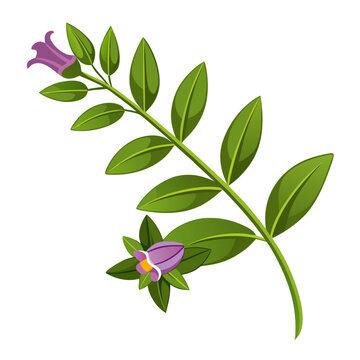 cuphea flower on white background