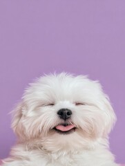 Pet Grooming Brings Joy to Pets as They Show Happiness With Relaxed Expressions Against a Pastel Backdrop While Creating Space for Text