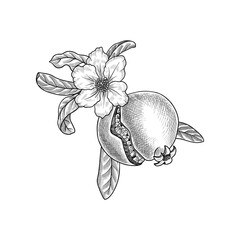 vector vintage drawing tree branch with pomegranate flower, fruit and leaves isolated at white background, hand drawn illustration