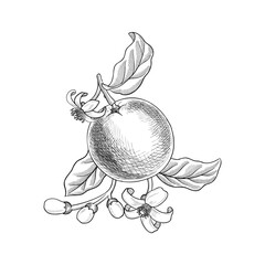 vector vintage drawing citrus fruit tree branch, orange with leaves and flowers isolated at white background, vintage hand drawn illustration