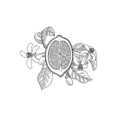 vector vintage drawing fruit, lemon with leaves and flowers isolated at white background, vintage hand drawn illustration