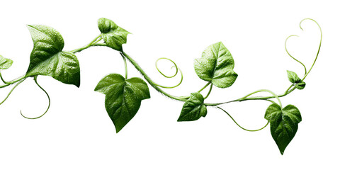 Obraz premium Vibrant green ivy vine with fresh glossy leaves and delicate tendrils, isolated on a black background Concept of nature, growth, organic design, and natural border element