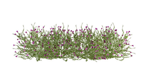 Green shurbs isolated on white background