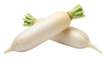 Two fresh white daikon radishes isolated on a clean white background for food design or cooking