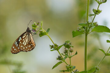 Blue Tiger Butterfly on American Mint flower. © Nit5