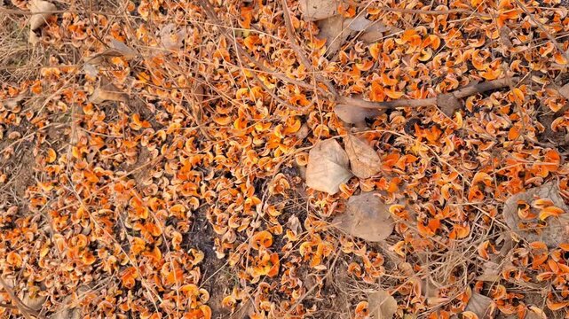 Vibrant Orange Palash Flowers (Butea Monosperma) Scattered on Dry Ground