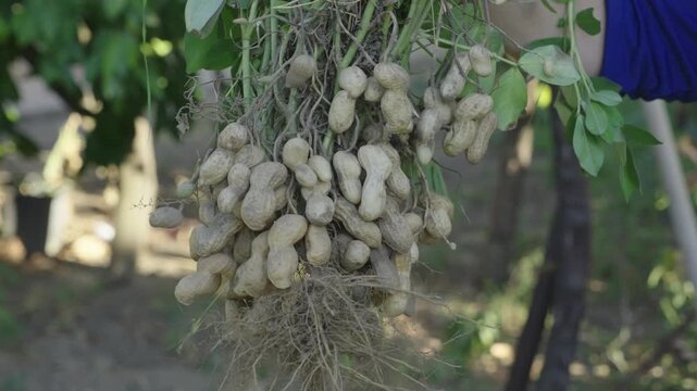 Farmer's hands holding a freshly harvested peanut plant, shaking off the soil from its roots to reveal a bountiful crop of ripe, organic groundnuts ready for consumption or processing