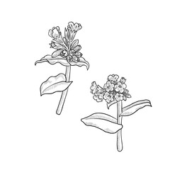 vector drawing flowers, lungwort, vintage style elements isolated at white background, hand drawn illustration