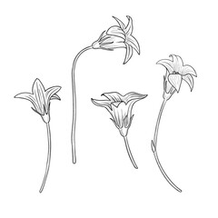 vector drawing flowers, spreading bells, vintage style elements isolated at white background, hand drawn illustration