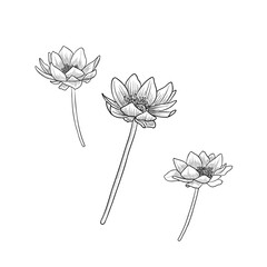 vector drawing flowers, anemoes, vintage style elements isolated at white background, hand drawn illustration