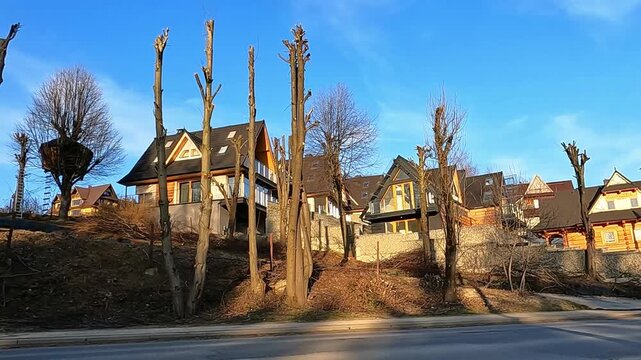 ZAKOPANE - MAY 04, 2024: Trees along the road, crippled by improper pruning during maintenance. An ugly sight, a disfigured area.