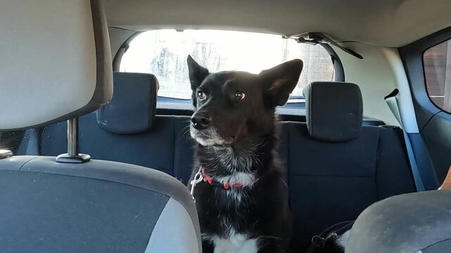 Beautiful black dog traveling in car.
