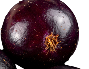 Close-up of a dark purple, bulbous object with textured skin