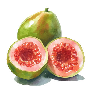 Minimal yet artistic elements for creative designs. hand-drawn paint, Simple Illustration, A beautiful painting of abiu fruit, EPS format, isolated on a white background