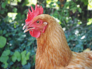 Hen