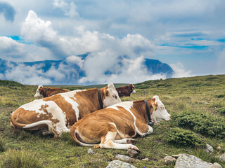 Cows lying on a meadow on the Seiser Alm in the Dolomites, South Tyrol, Italy.
