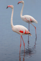Fototapeta premium Greater flamingos (Phoenicopterus roseus) standing in a lagoon in the Camargue, France.