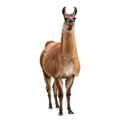 Obraz premium Standing llama on white background