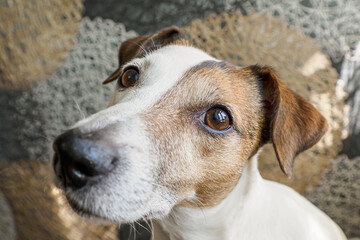 Dog. Jack Russell terrier. Pet. Portrait of an adorable cute dog indoors.