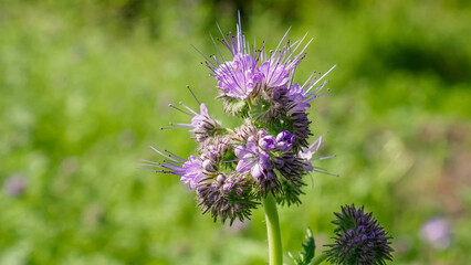 Phacelia. A flower. The purple flower of the Aquarius family. A wild flowering plant.