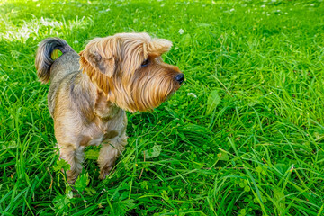 Dog. Yorkshire terrier. A pedigreed indoor dog in a nature park. Pets.