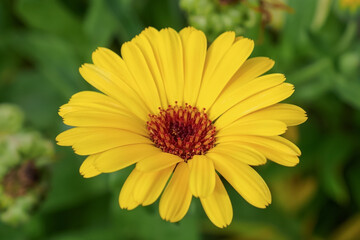 Flower. Calendula. A flowering plant. Yellow flower close-up.