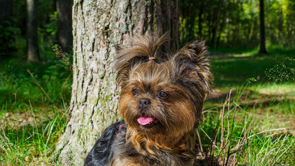 Yorkshire terrier. Funny fluffy dog. Pets. The year of the dog.