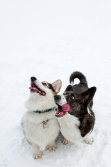 Dog. Welsh Corgi Pembroke. Two adorable, smiling dogs in the snow. Pets