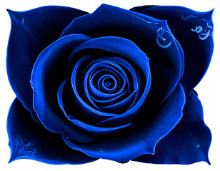 A vibrant, close-up view of a deep blue rose in full bloom